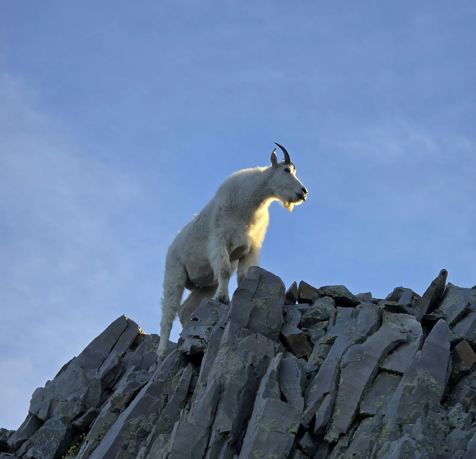 Mountain goat on rocky terrain