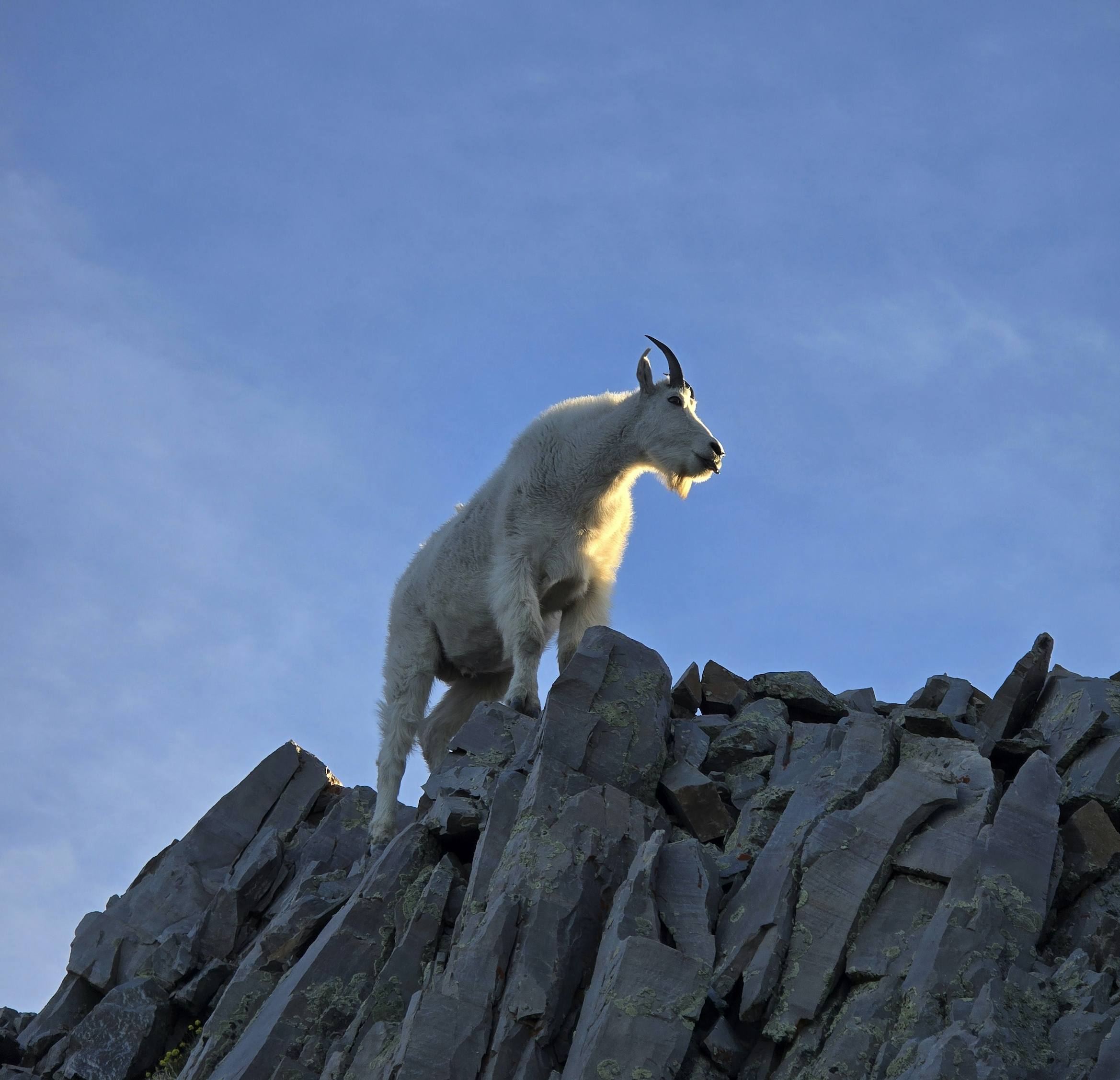 Mountain goat on rocky terrain